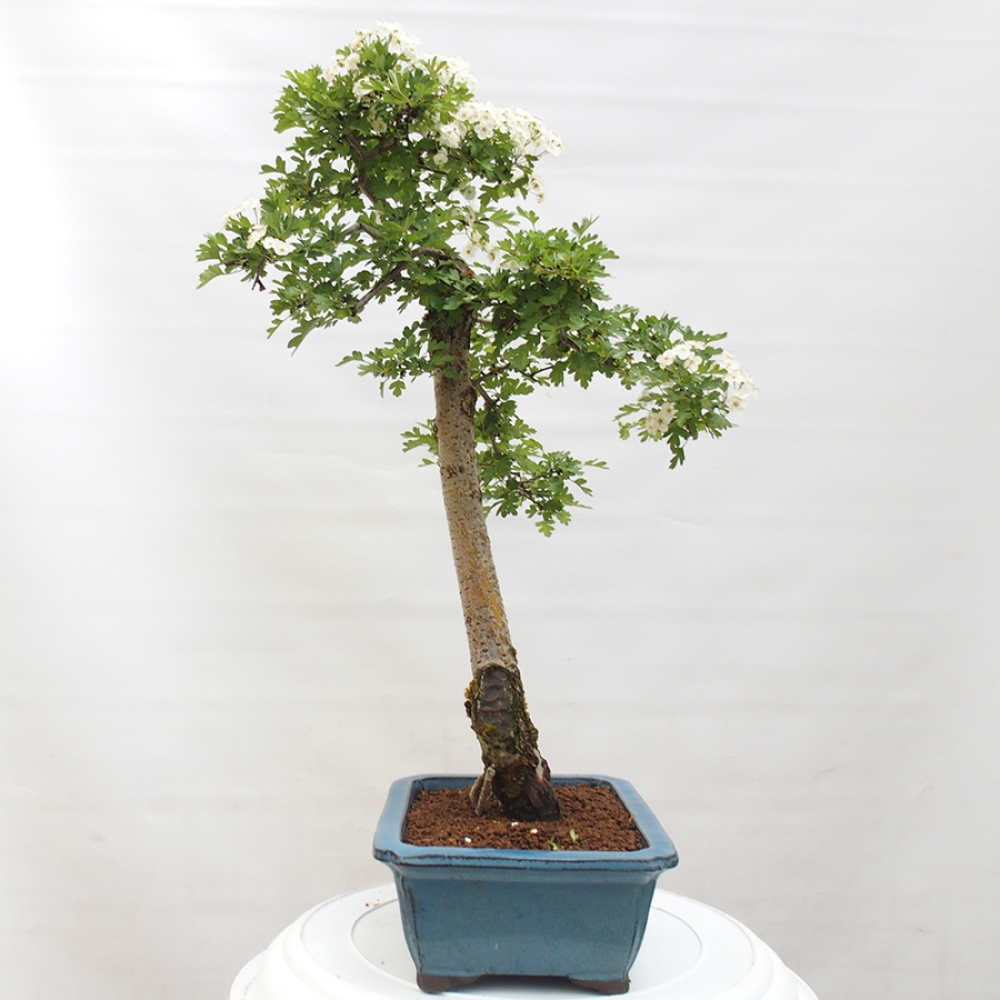 Bonsai da esterno - Biancospino - Crataegus monogyna