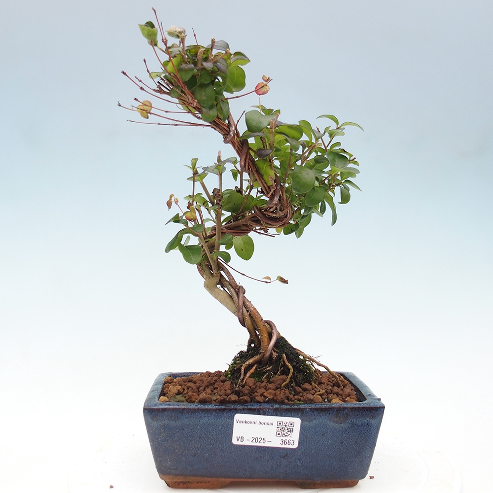 Bonsai da esterno - Ligustrum vulgare - Becco d'uccello