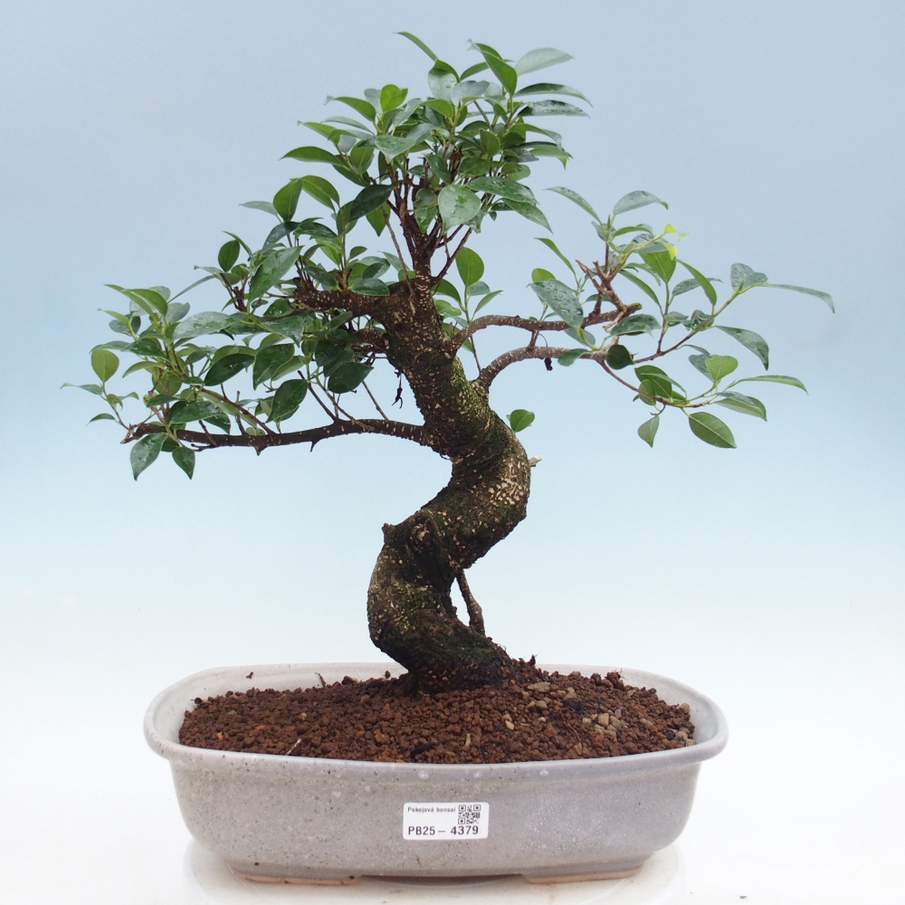Camera bonsai - Ficus retusa - ficus a foglie piccole