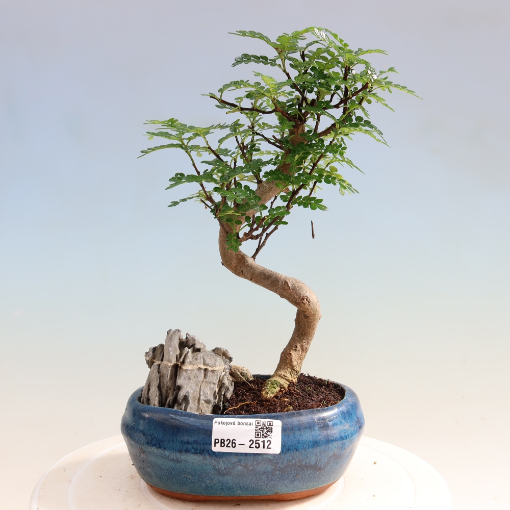 Camera bonsai - Zantoxylum piperitum - albero del pepe