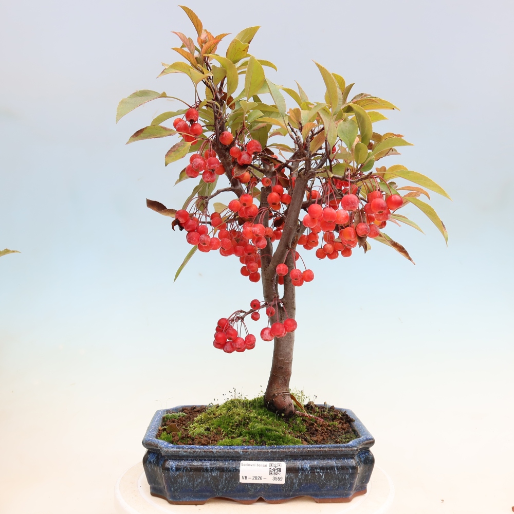 Bonsai da esterno -Malus domestica - Melo a piccoli frutti a foglie rosse