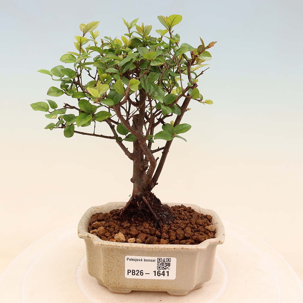 Camera bonsai - Sageretia thea - Sageretia thea