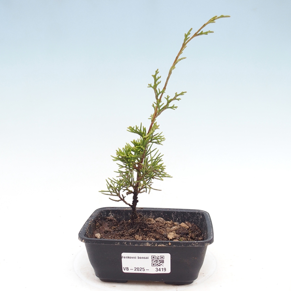Bonsai da esterno - Juniperus chinensis Itoigawa