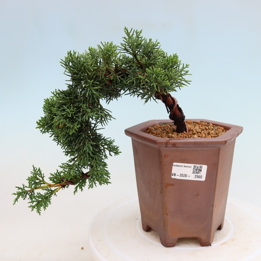 Bonsai da esterno - Juniperus chinensis Kishu