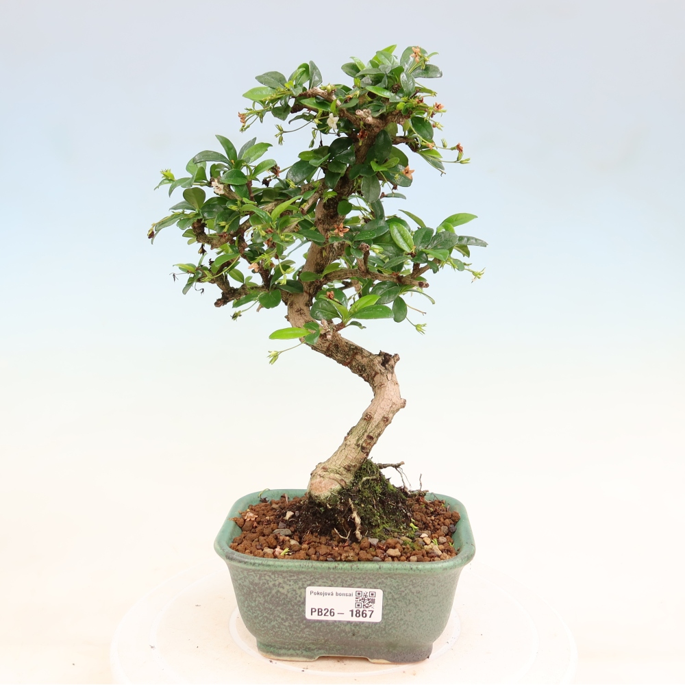 Camera bonsai - Carmona macrophylla - Tea fuki