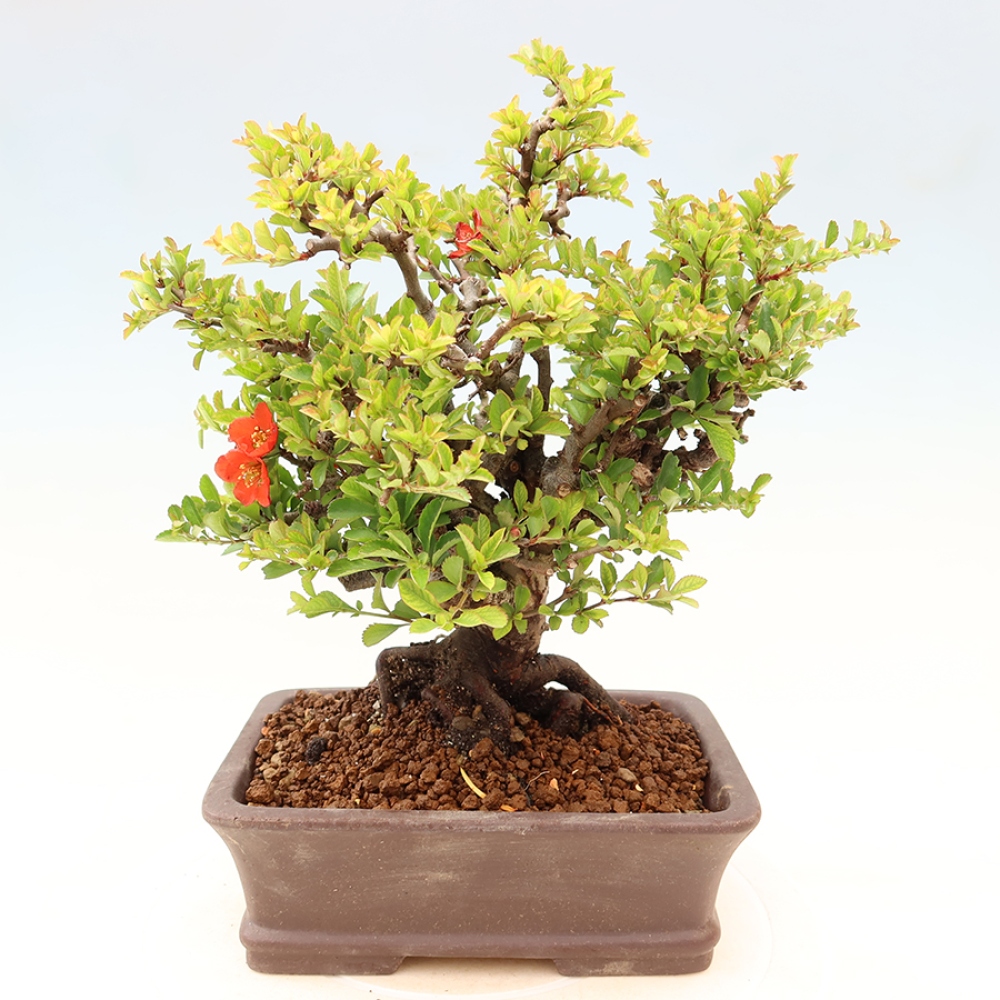 Bonsai da esterno - Chaneomeles speciosa Chojubai