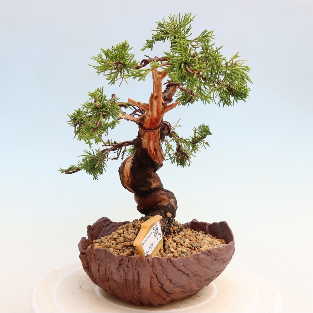 Bonsai da esterno - Juniperus chinensis Itoigawa-Juniperus chinensis
