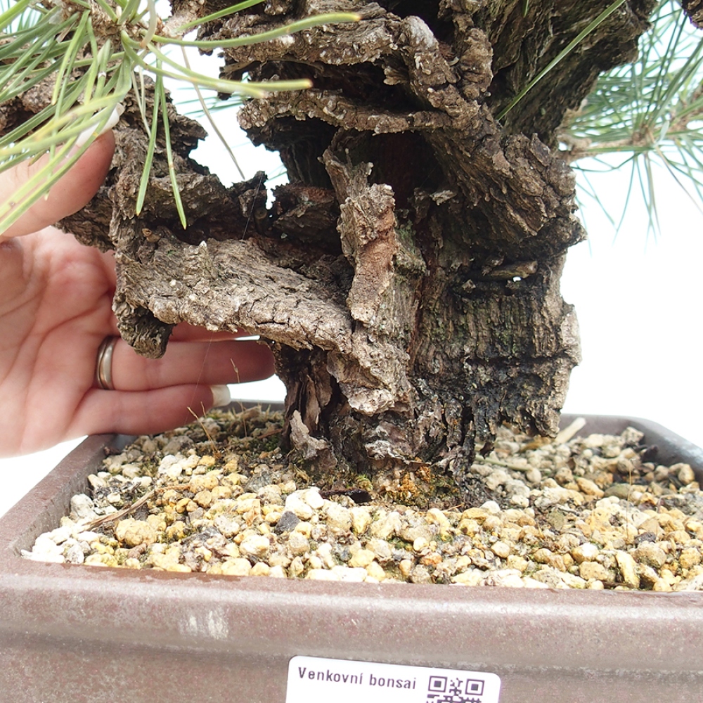 Bonsai da esterno - Pinus thunbergii - Pino di Thunberg