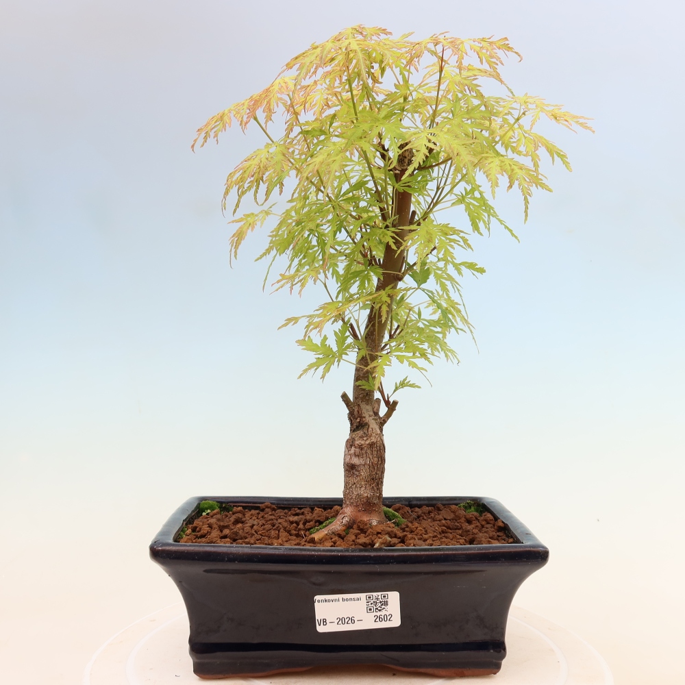 Bonsai da esterno - Acer palmatum Dissectum