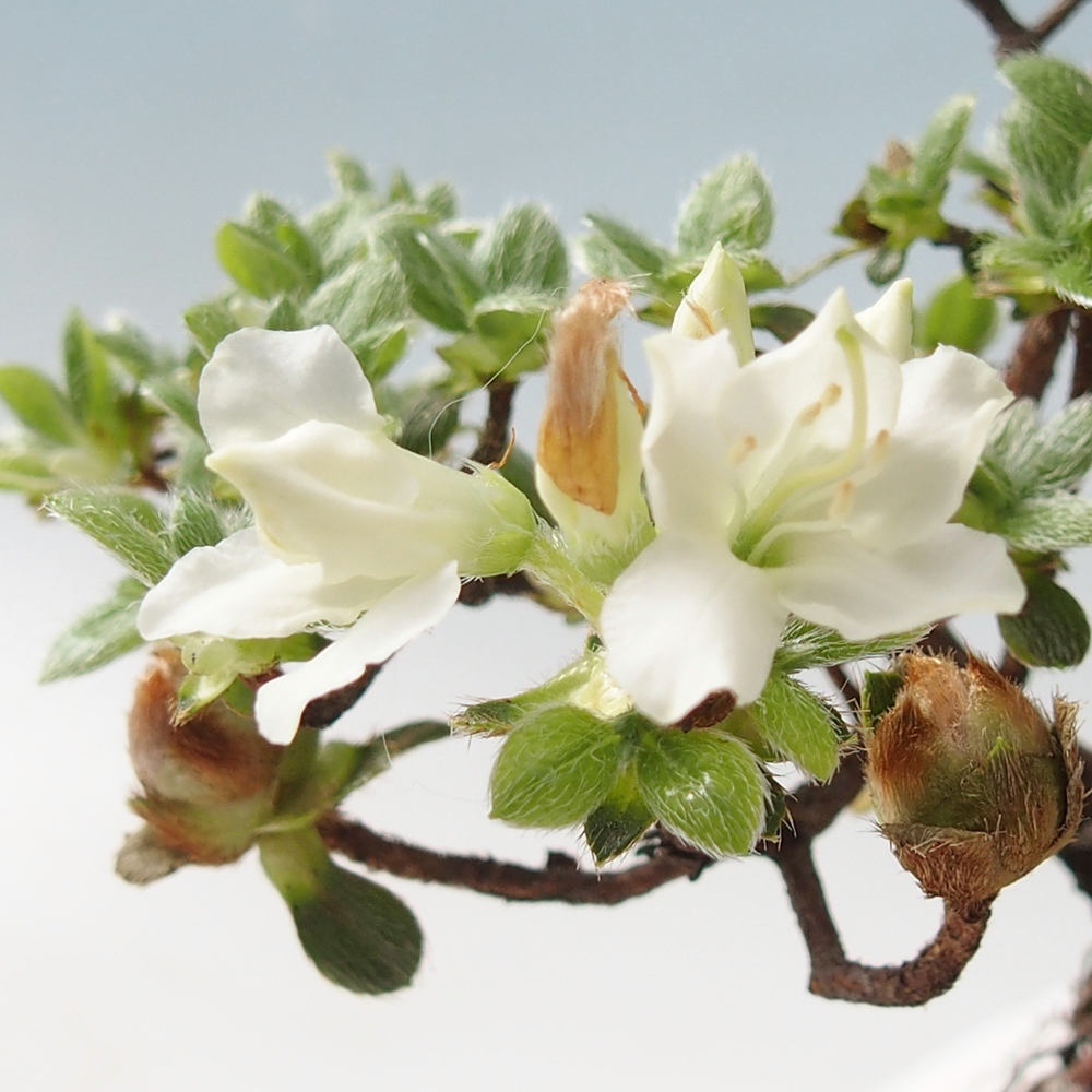 Bonsai da esterno - Rhododendron indicum - Azalea giapponese