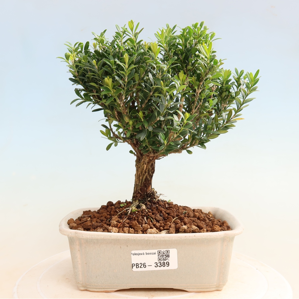 Camera bonsai - Buxus harlandii - buxus da sughero