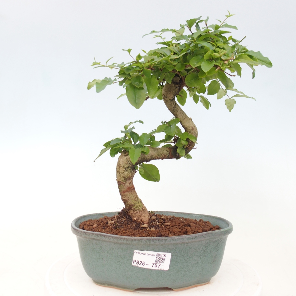 Camera bonsai -Ligustrum chinensis - Becco d'uccello