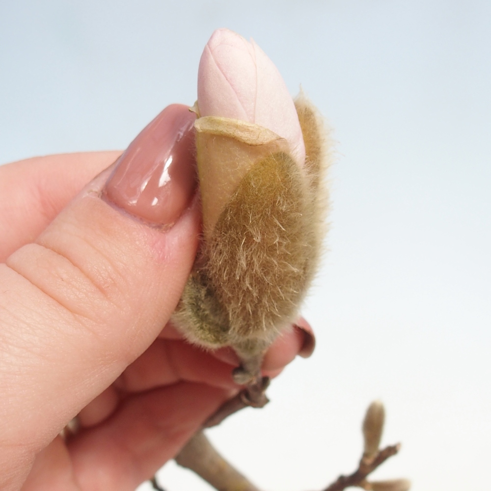 Bonsai da esterno - Magnolia stellata