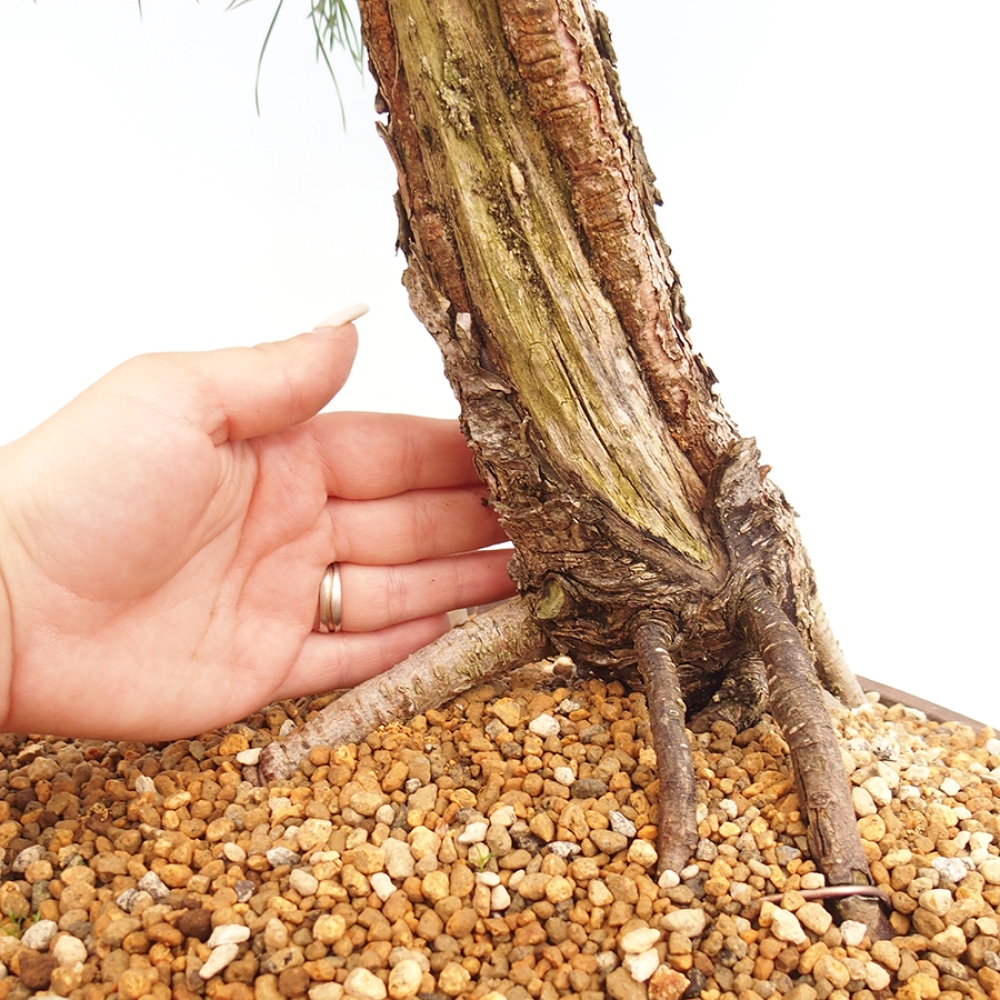 Bonsai da esterno - Pinus thunbergii - Pino di Thunberg
