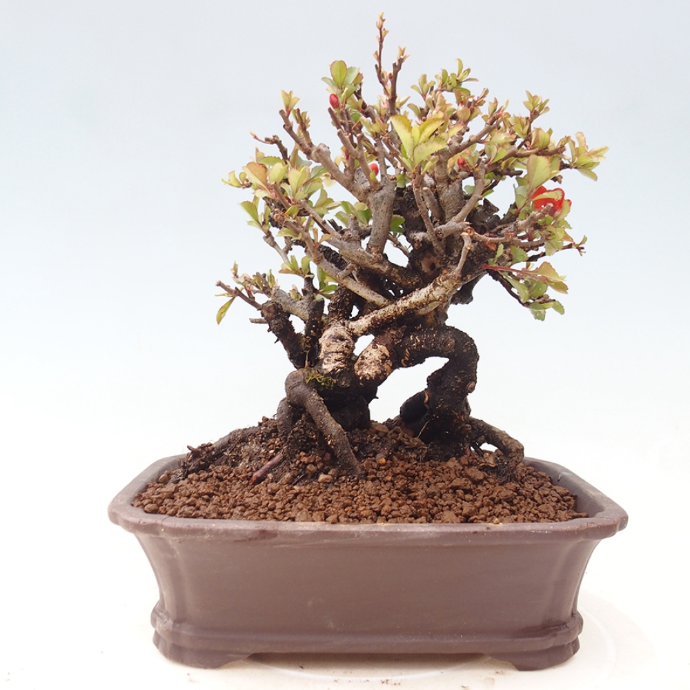 Bonsai da esterno - Chaneomeles speciosa - Cotogno