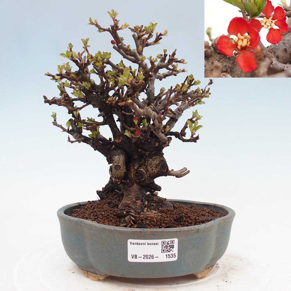 Bonsai da esterno - Chaneomeles speciosa - Cotogno