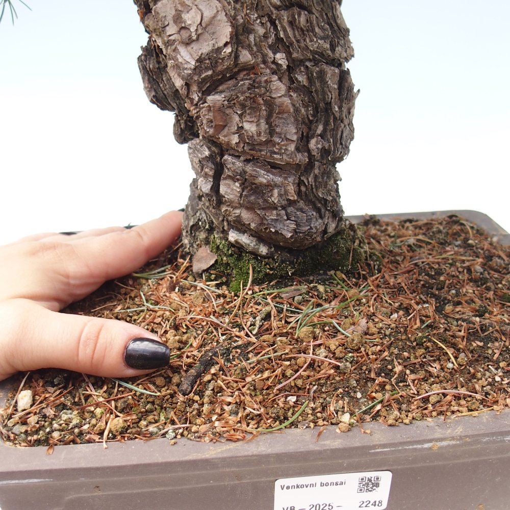 Bonsai da esterno - Pinus parviflora - Pinus parviflora