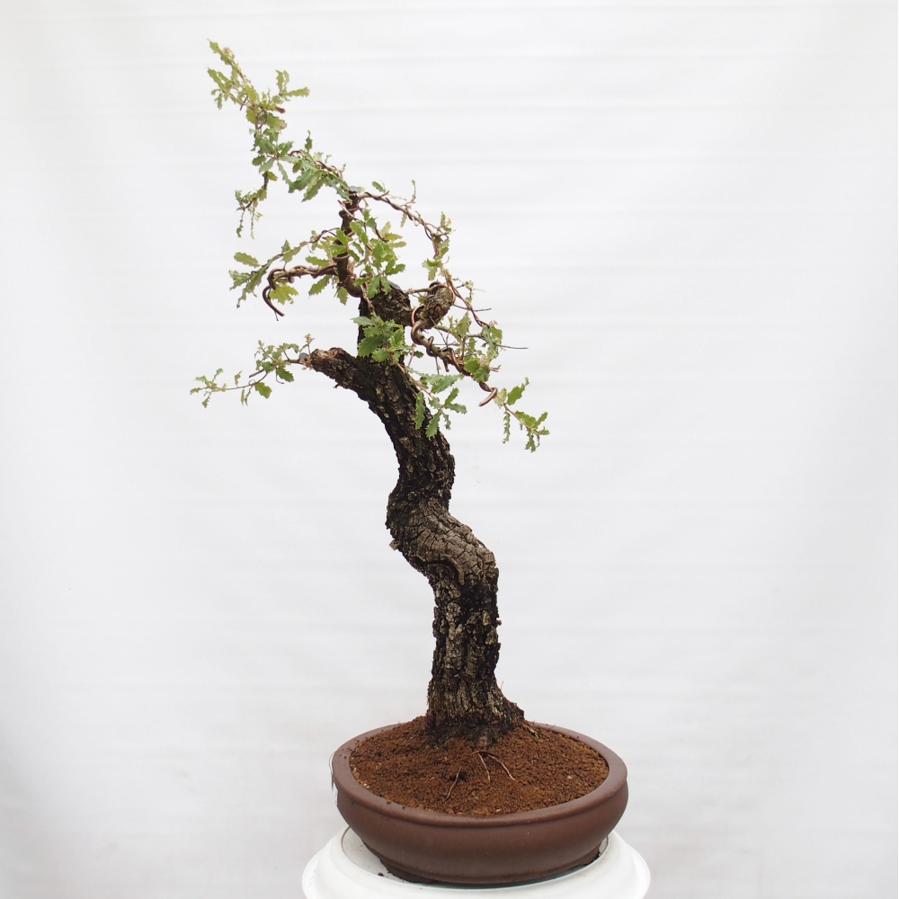 Yamadori - Quercus Ilex - Agrifoglio di quercia