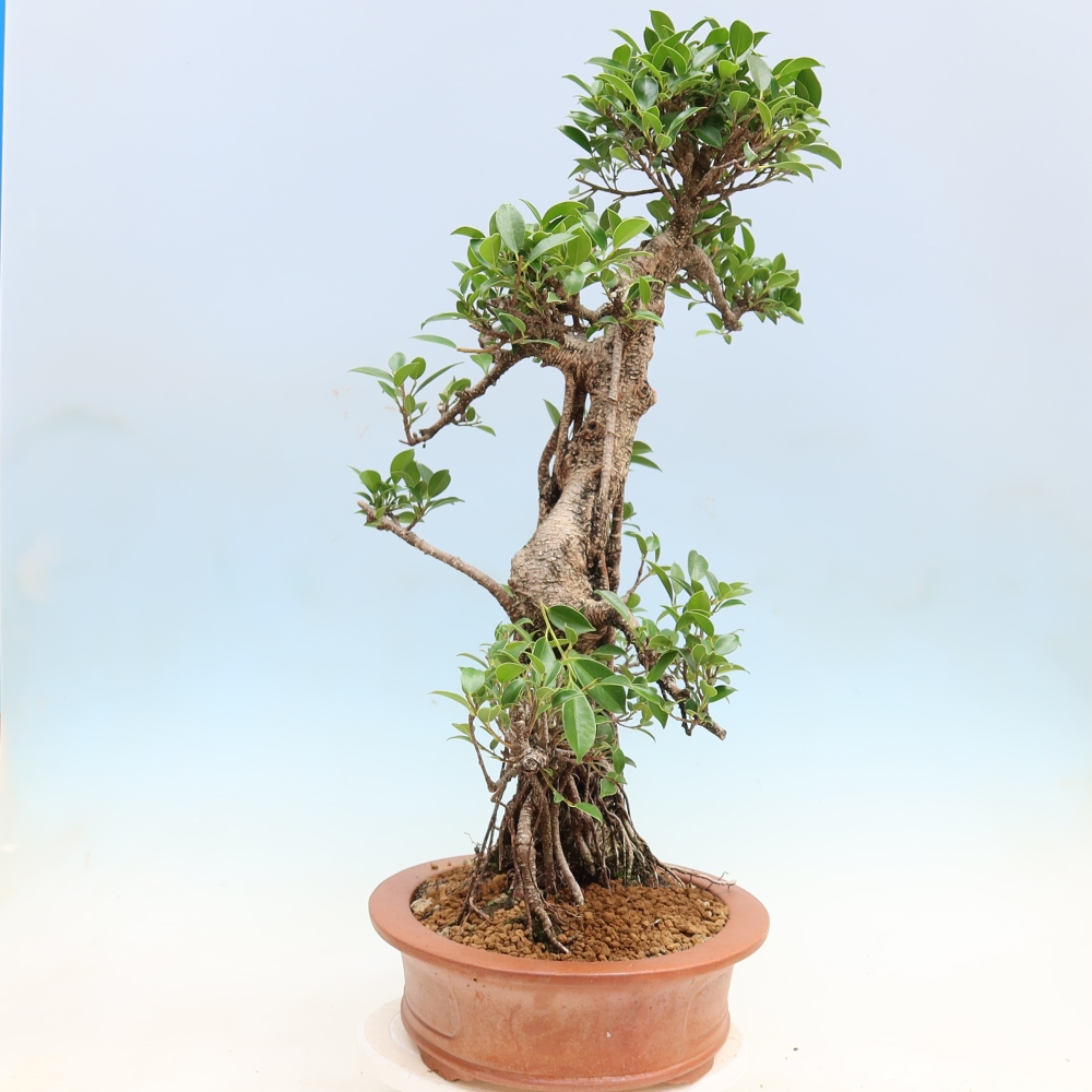 Camera bonsai - Ficus kimmen - ficus a foglie piccole