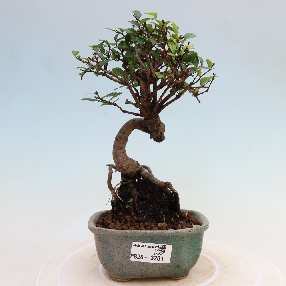 Camera bonsai - Ulmus parvifolia - Olmo a foglie piccole