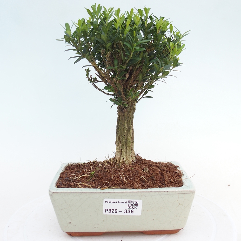Camera bonsai - Buxus harlandii - buxus da sughero