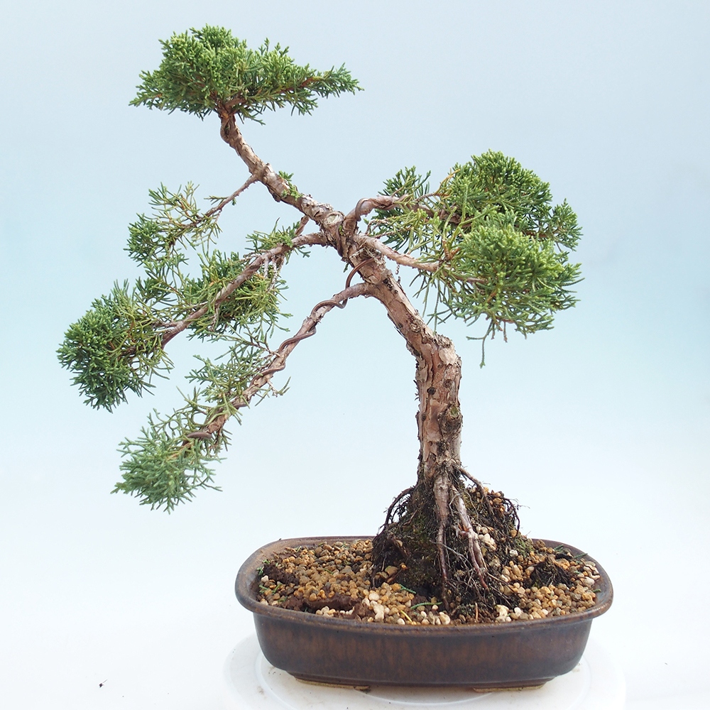 Bonsai da esterno - Juniperus chinensis Kishu
