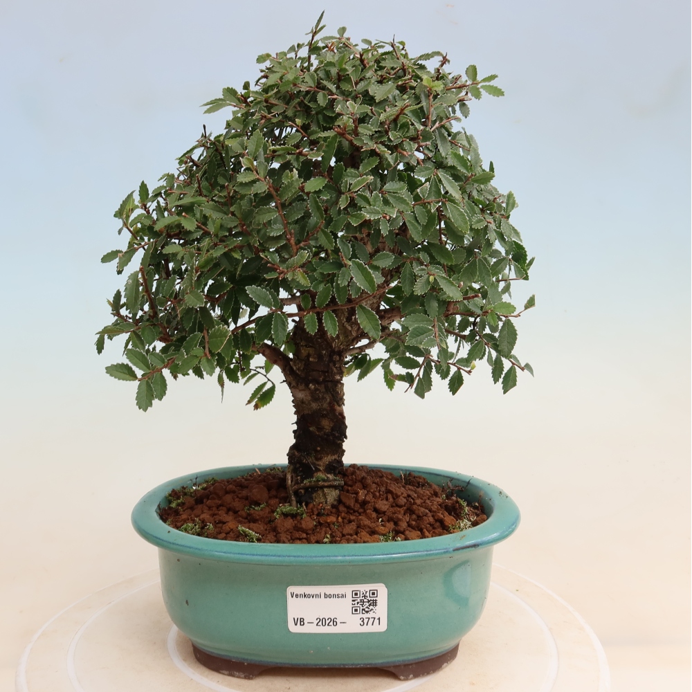 Bonsai da esterno - Zelkova - Zelkova NIRE