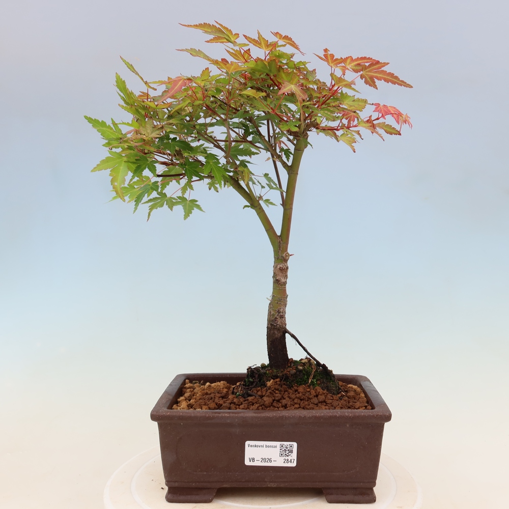 Acero norvegese - Acer palmatum Beni Tsukasa