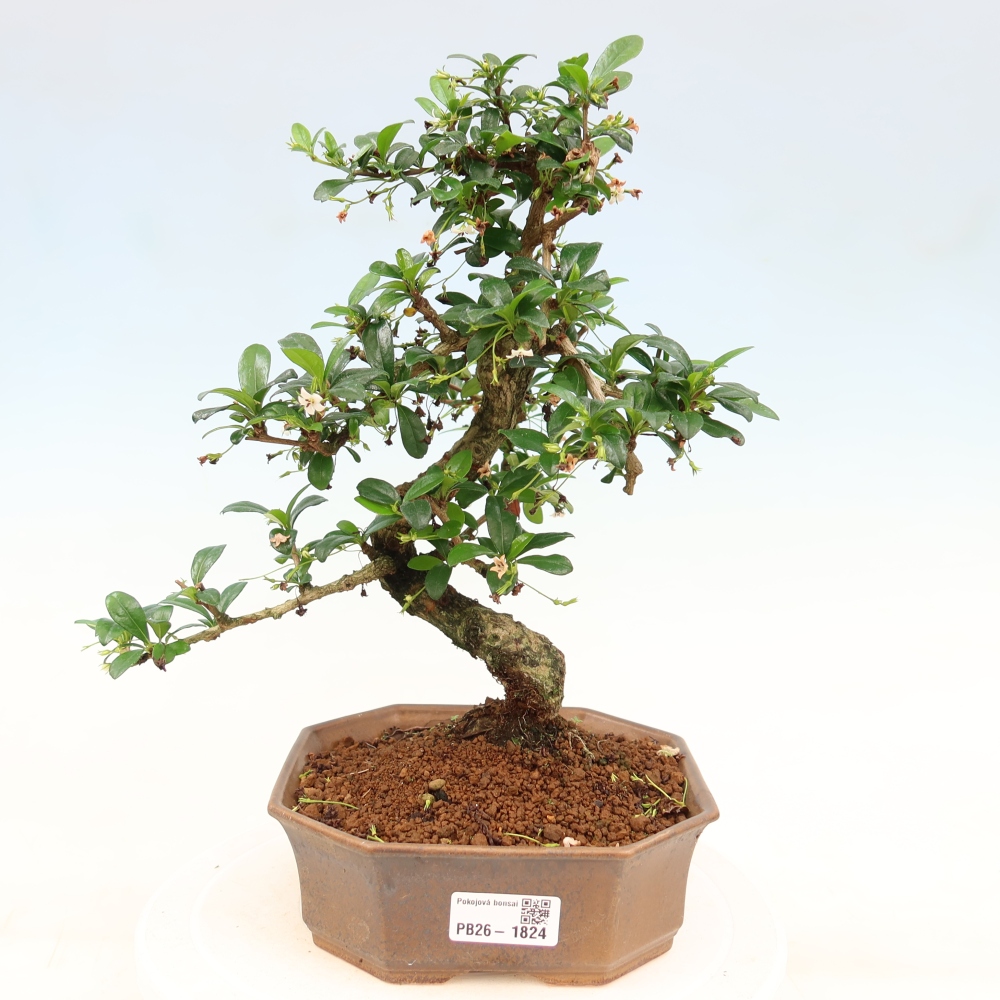 Camera bonsai - Carmona macrophylla - Tea fuki