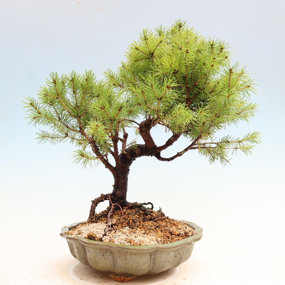 Bonsai da esterno - Abete grigio - Picea glauca globe
