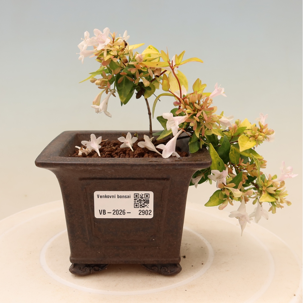 Bonsai da esterno - Abelia gr. Kleidoscope - Abelia a fiore grande