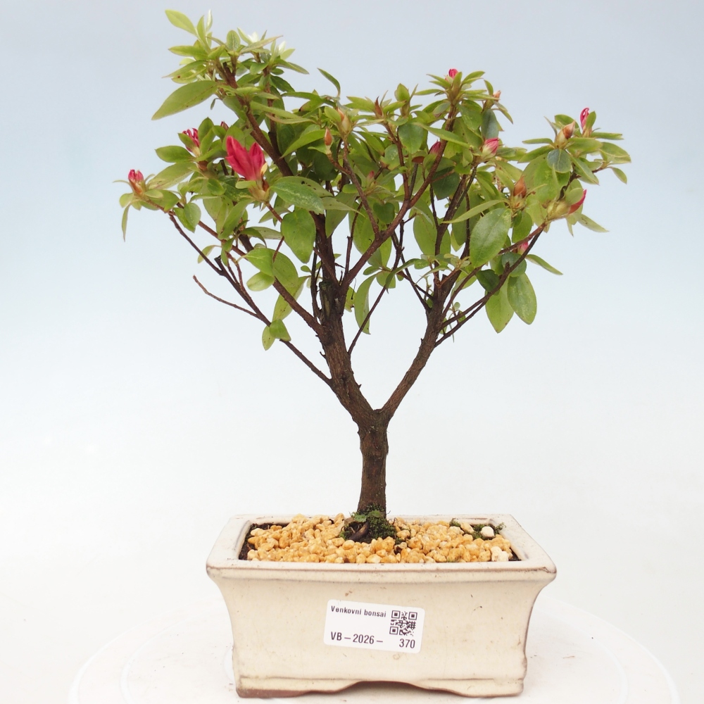 Bonsai da esterno - Azalea giapponese - Azalea sp.