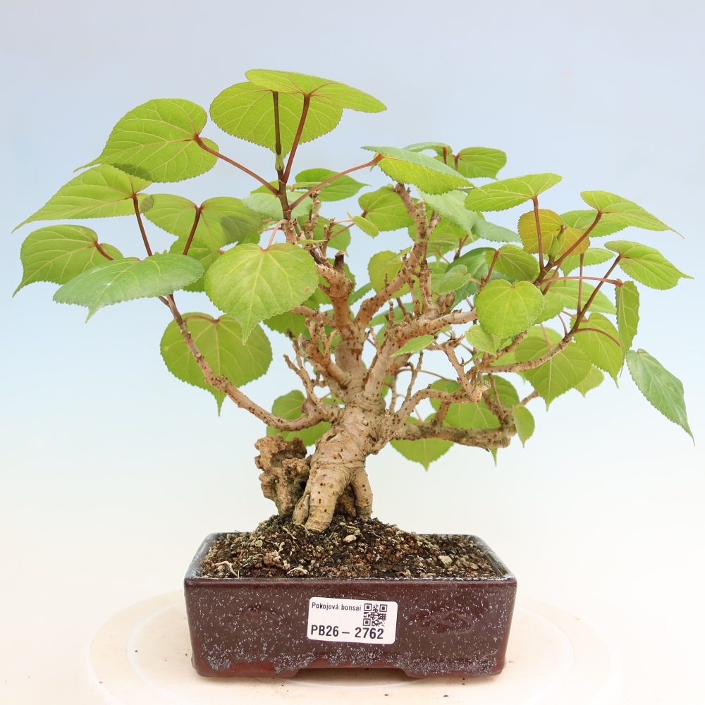 Bonsai da interno - Hibiscus tiliaceus - Ibisco marino