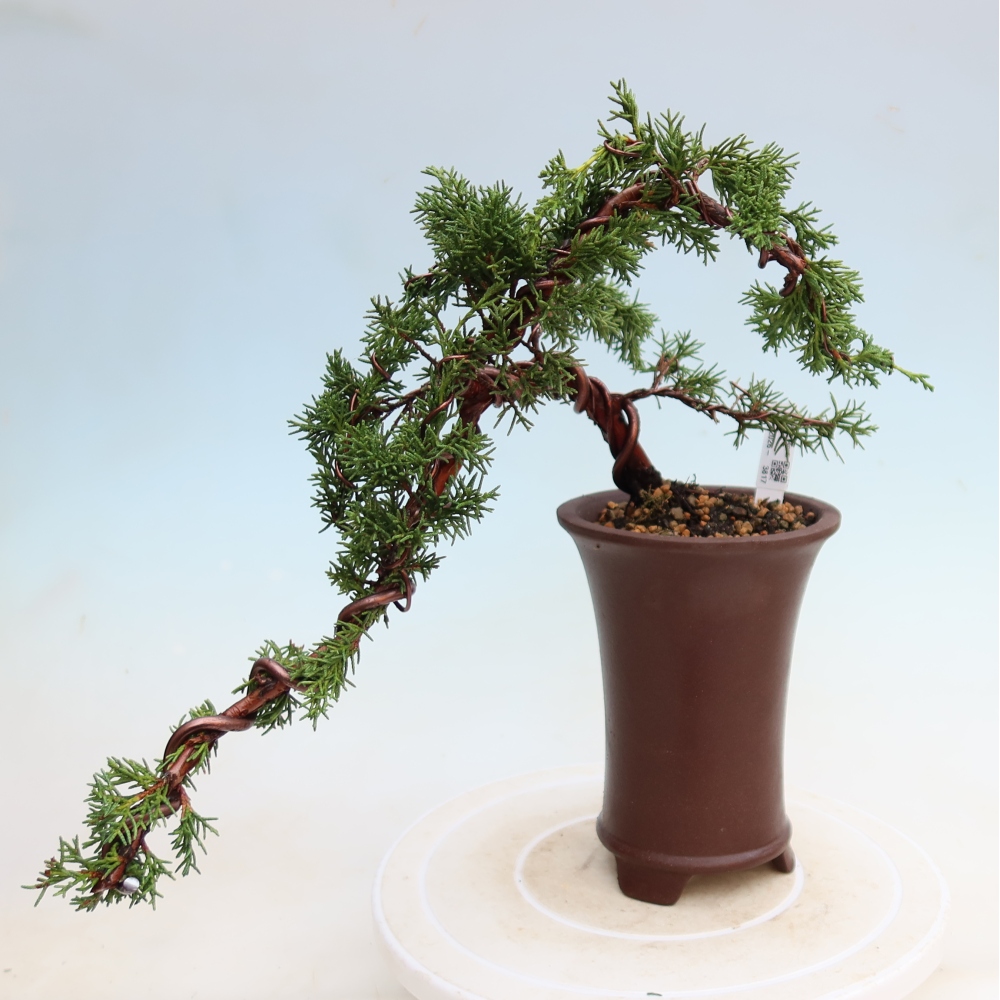 Bonsai da esterno - Juniperus chinensis Kishu