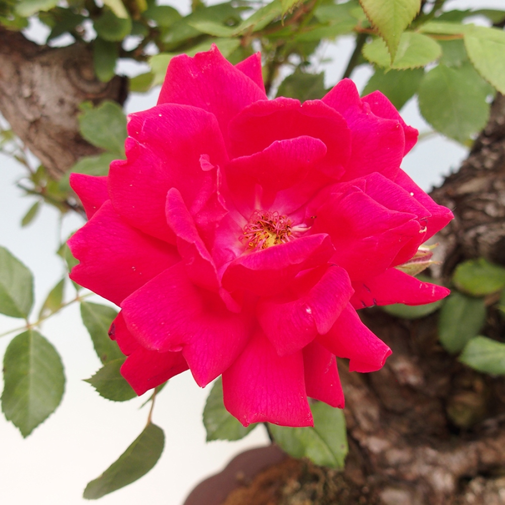 Bonsai da esterno - Rosa Kordes - rosa