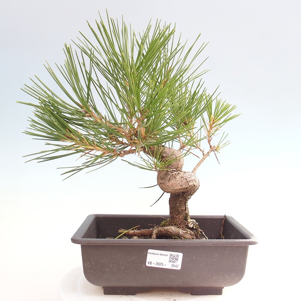 Bonsai da esterno - Pinus thunbergii - Pino di Thunberg