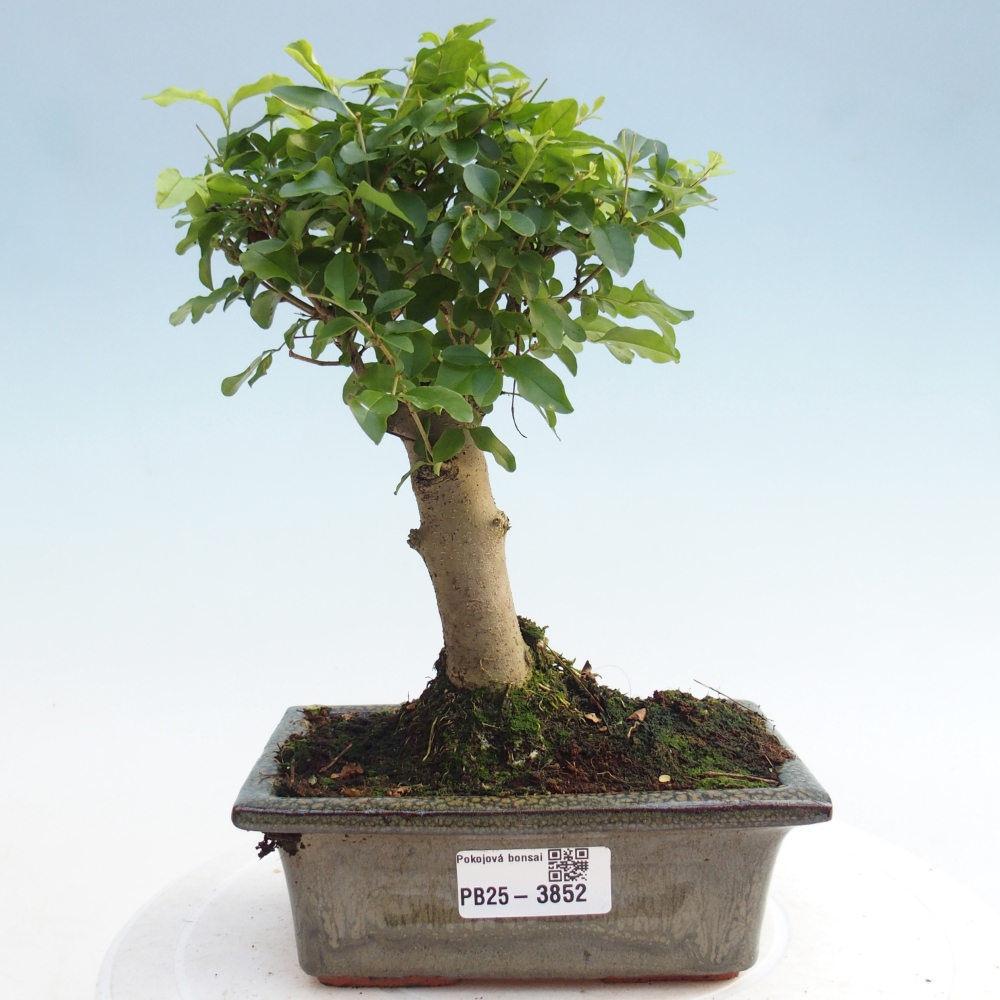 Camera bonsai -Ligustrum chinensis - Becco d'uccello