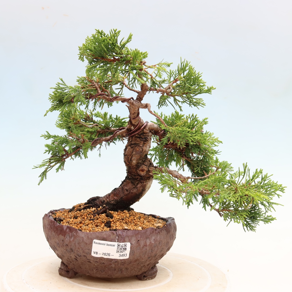Bonsai da esterno - Juniperus chinensis Itoigawa-Juniperus chinensis
