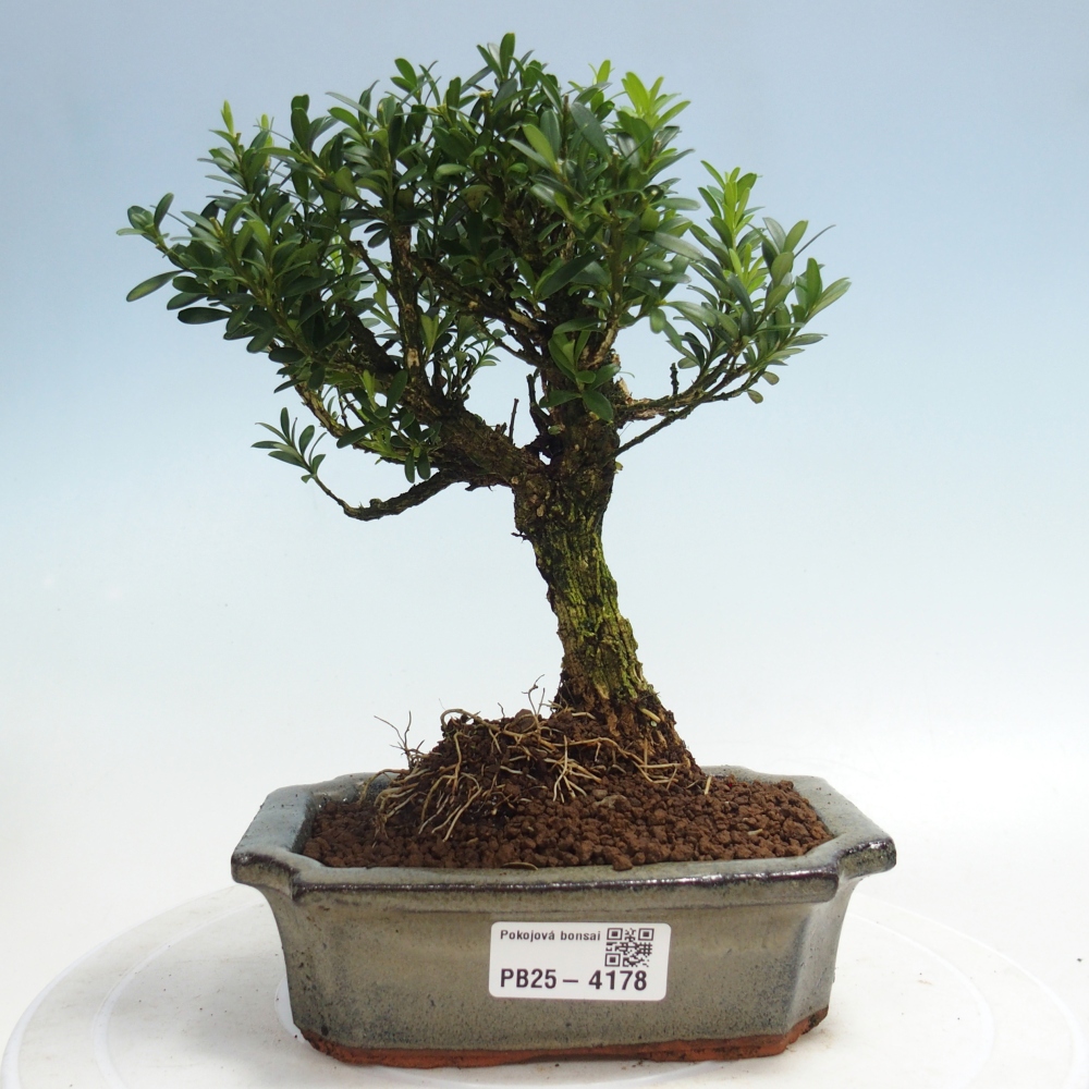Camera bonsai - Buxus harlandii - buxus da sughero