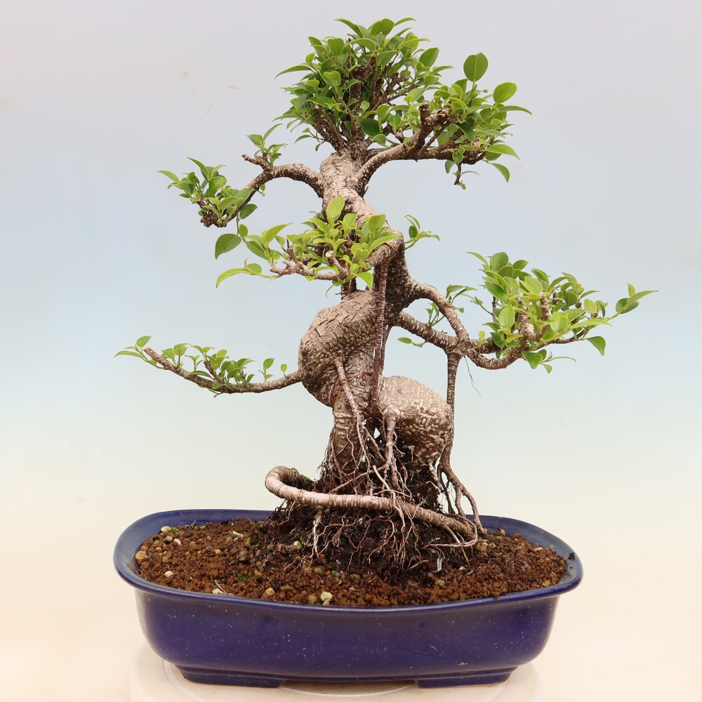 Camera bonsai - Ficus kimmen - ficus a foglie piccole