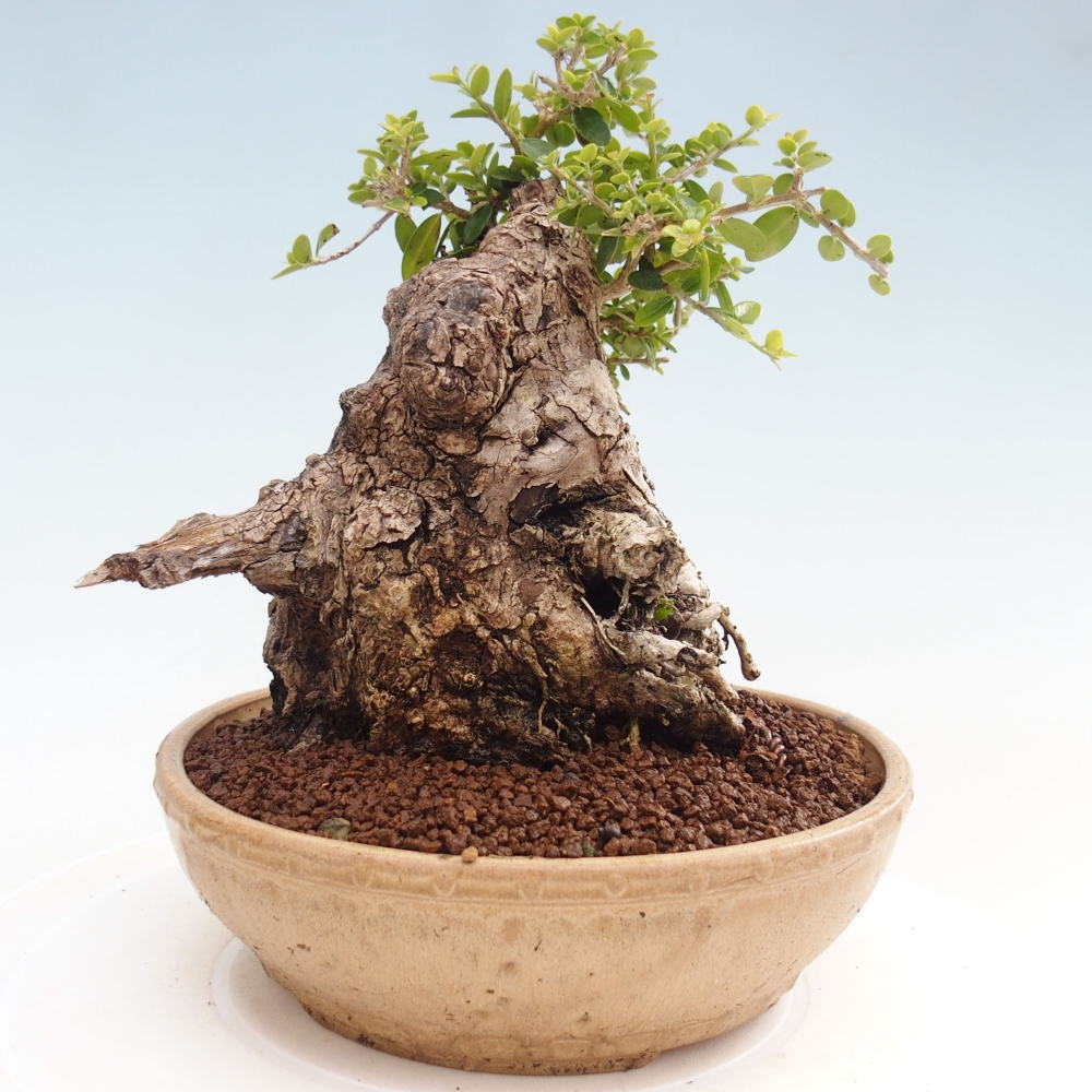 Bonsai da interno - Olea europaea sylvestris