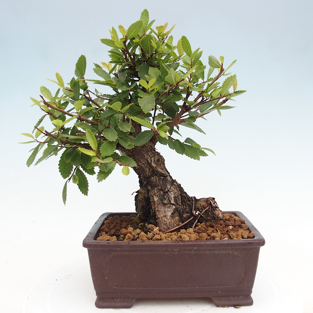 Bonsai da esterno - Zelkova - Zelkova NIRE