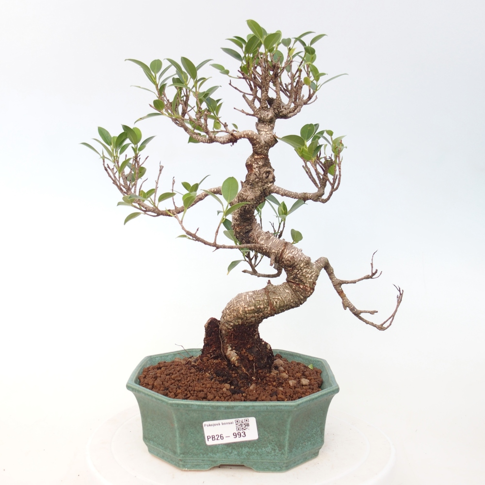 Camera bonsai - Ficus retusa - ficus a foglie piccole