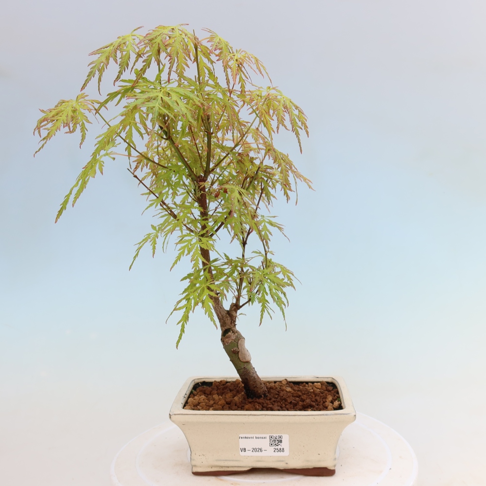 Bonsai da esterno - Acer palmatum Dissectum
