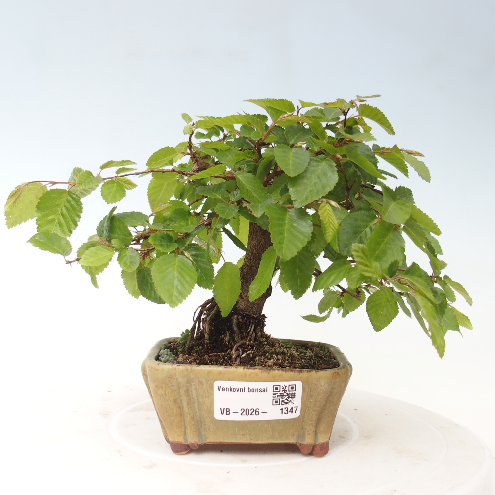 Bonsai da esterno -Carpinus CARPINOIDES - Carpino coreano