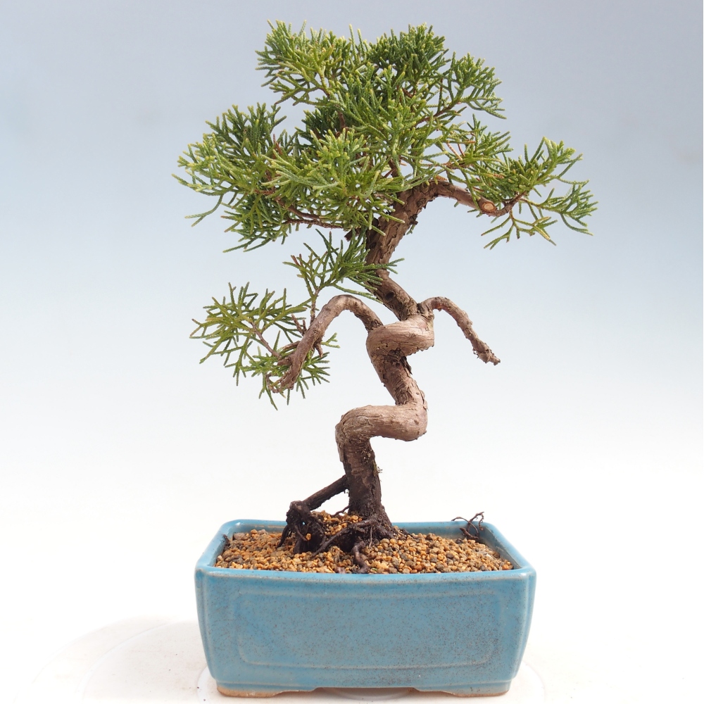 Bonsai da esterno - Juniperus chinensis Kishu