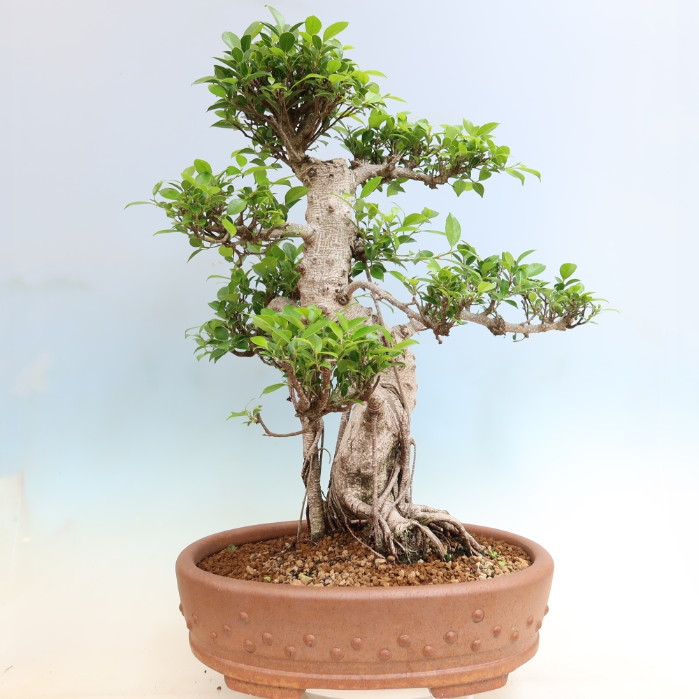 Camera bonsai - Ficus kimmen - ficus a foglie piccole