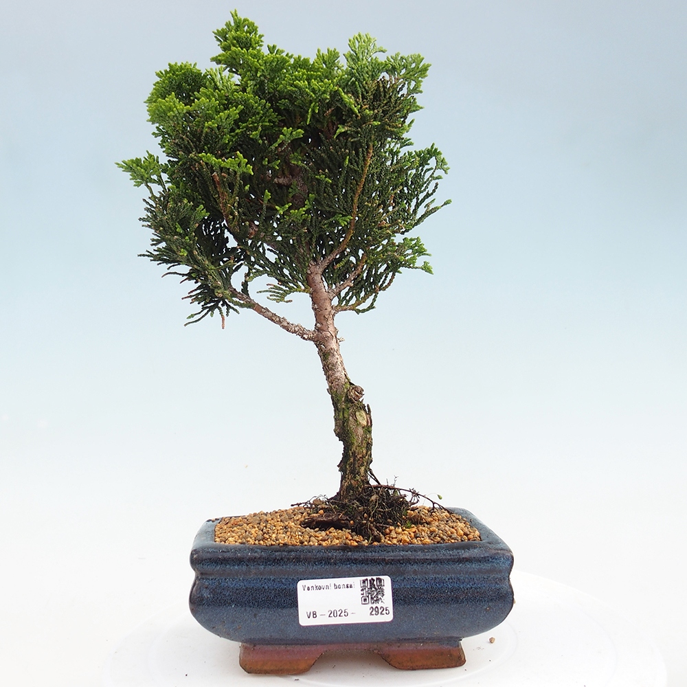 Bonsai da esterno - Cham.pis obtusa Nana Gracilis - Cipresso