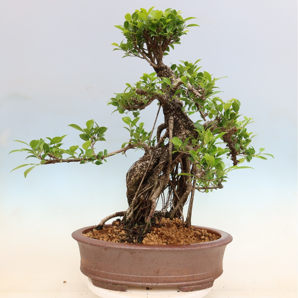 Camera bonsai - Ficus kimmen - ficus a foglie piccole
