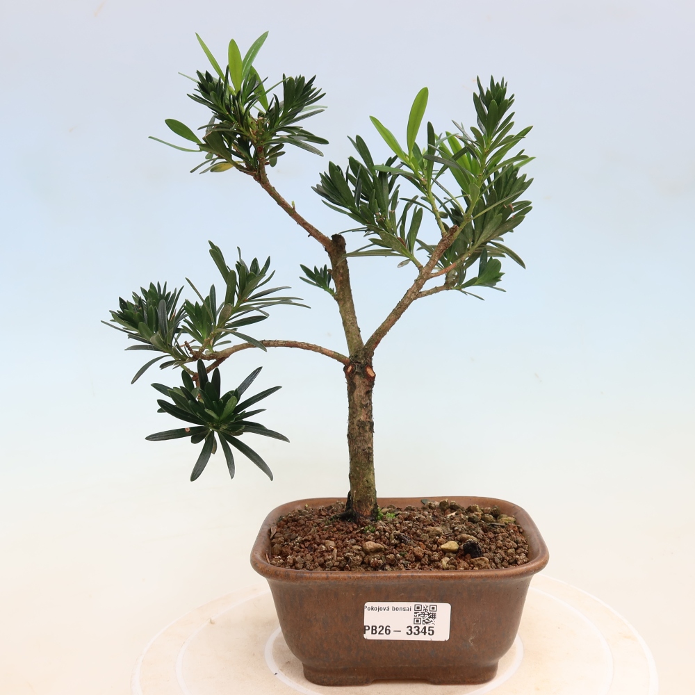 Camera bonsai - Podocarpus - Tasso delle pietre